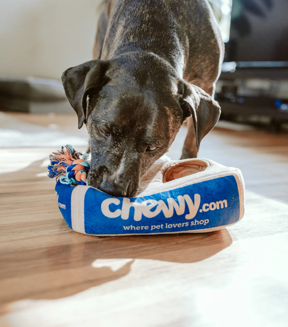 Pet grooming sample booking page
