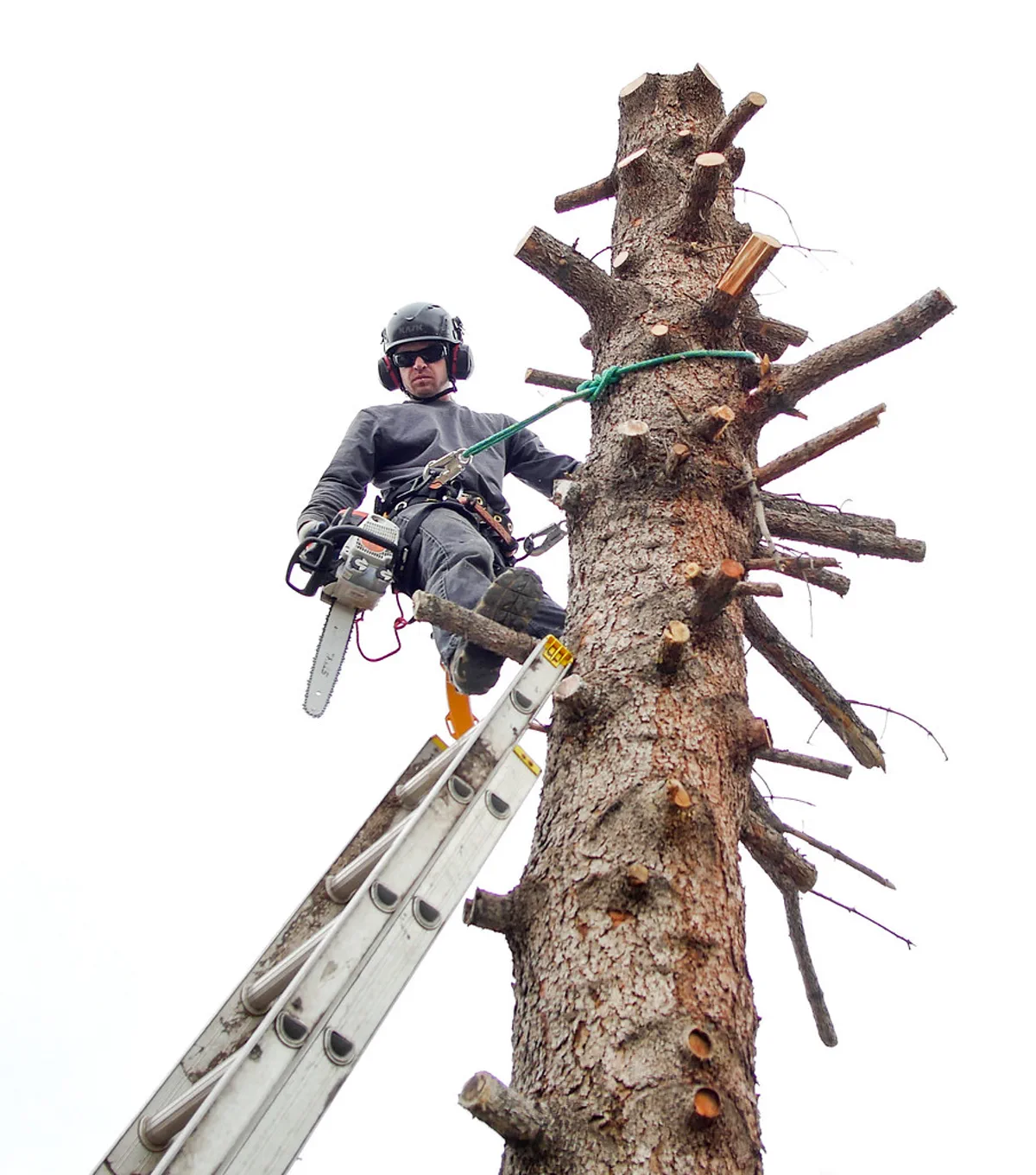 Tree service sample booking page